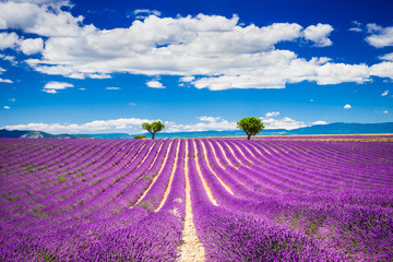 Valensole-Lavendel in der Provence, Frankreich