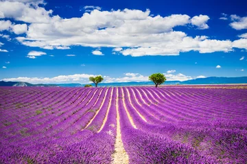 Abwaschbare Fototapete Purpur Valensole-Lavendel in der Provence, Frankreich