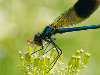 Banded Demoiselle with Prey