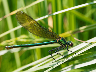 Banded Demoiselle