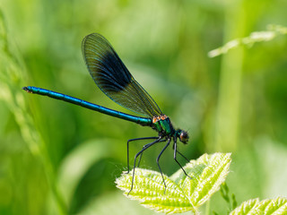 Banded Demoiselle