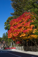 Autumn colours in Koyasan, japan.