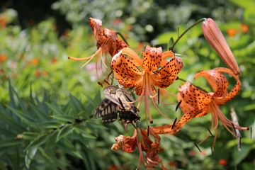 オニユリの花の蜜を吸うアゲハチョウ