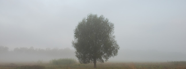Lonely tree in the meadow in the foggy time of the summer season.