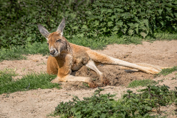 Naklejka na ściany i meble A full length photograph of a red kangaroo lying in the sunshine. It has its eyes shut and is spread out in a relaxing pose on sand with foliage in the background