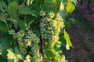 Fototapeta premium Grapes are ripening in the vineyard