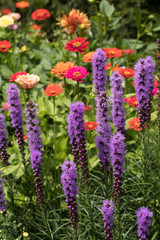 Liatris spicata flowers in the summer garden