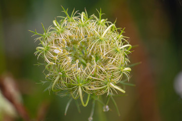 Flowering grass woven into a ball close up. Nature