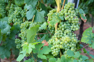 Grapes are ripening in the vineyard