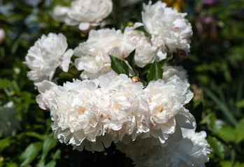 White peonies with unblown buds in the garden. Blooming white peony against a background of blurry green leaves.