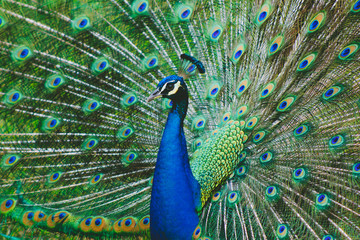 Peacock spreading his tale closeup