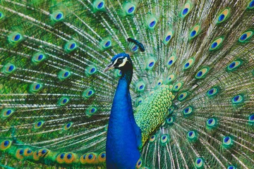 Crédence de cuisine en verre imprimé Paon Peacock spreading his tale closeup