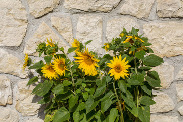 Blooming sunflowers against the background of a limestone wall