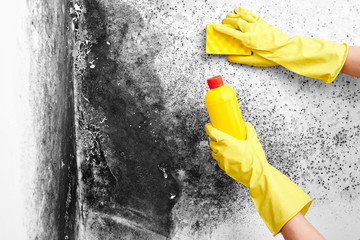 Disinfection of Aspergillus fungus. A hand in a yellow glove removes black mold from the wall in...