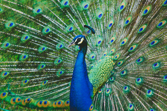 Fototapeta Peacock spreading his tale closeup