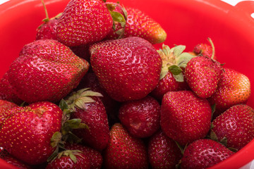 washed fresh ripe strawberries in a red plastic strainer