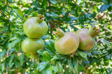 Group of pomegranates growing at plant