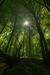 Obraz premium Way of santiago in the pirneos by valcarlos