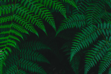 Tropischer Farn des dunklen botanischen Hintergrundes verblasste © TheMountBirdStudio