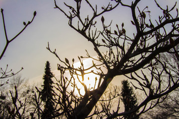 Sonnenuntergang im Park