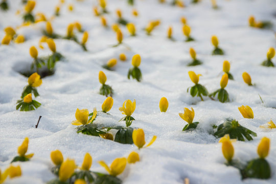 Fr&uuml;hbl&uuml;her im Schnee