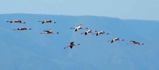 Flamingos