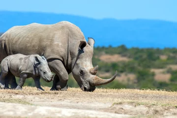 Gardinen Nashorn African white rhino  © byrdyak