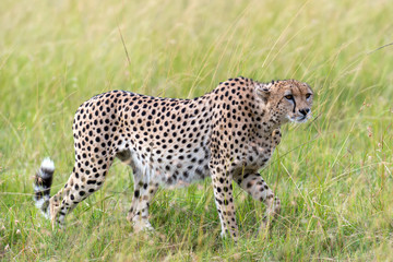 Wild african cheetah