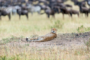 Wild african cheetah