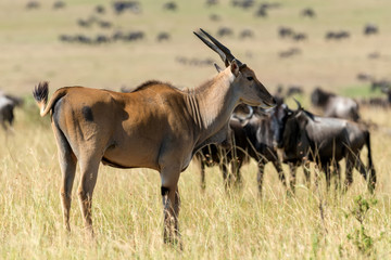 Greater kudu (Tragelaphus strepsiceros)