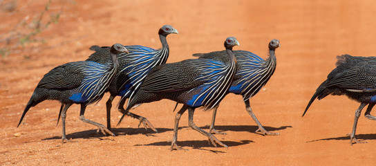 Acryllium vulturinum (Vulturine Guineafowl)