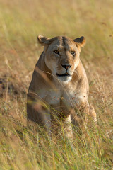 Lion in National park of Kenya