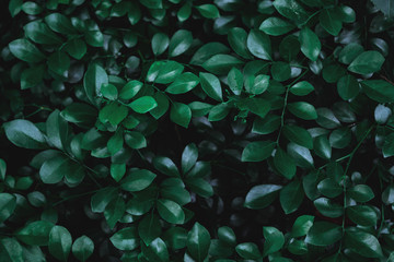Foliage of tropical leaf with dark green texture,  abstract nature background.