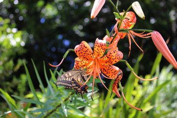 オニユリの花の蜜を吸うアゲハチョウ