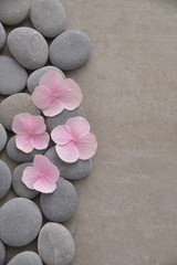 Pink hydrangea petals with gray stones on gray background