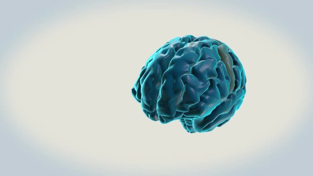 BRAIN-Precentral gyrus on a white background
Human Brain Atlas
