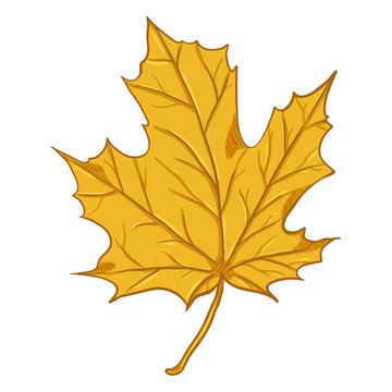 Vector Cartoon Illustration - Autumn Fallen Yellow Leaf of Maple