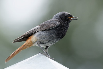 Redstart bird. A slim, striking bird, the common redstart has a distinctive bright orange-rufous rump and tail. 