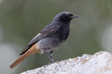 Redstart bird. A slim, striking bird, the common redstart has a distinctive bright orange-rufous rump and tail. 