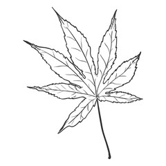 Vector Black Sketch Illustration - Leaf of Japanese Maple