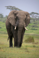 Fototapeta na wymiar Afrikanischer Elefant (Loxodonta africana) 