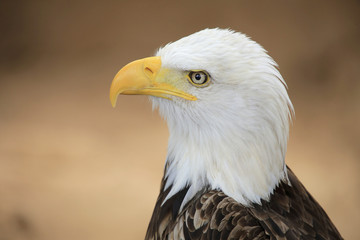 Weißkopfseeadler (Haliaeetus leucocephalus) Portrait