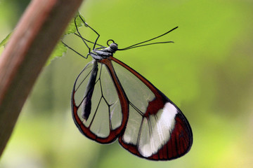 Fototapeta premium Glasflügelfalter (Greta oto) Schmetterling