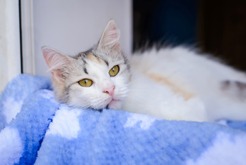 White furry cat lying on the window