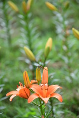 Obraz premium ゆり園