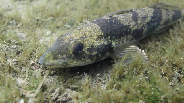 Freshwater fish Zingel (Zingel zingel) in the beautiful clean river. Underwater video in the danube river. Wild life animal footage. Zingel in the nature habitat with nice background. Live in the rive