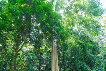Fototapeta premium tree in forest
