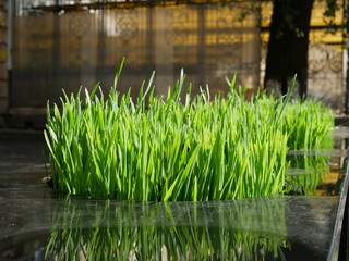 Kyiv / Ukraine - July 21 2018: Grass after rain in the city
