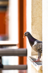 Rock dove pidgeon sitting on windowsill of apartment building window