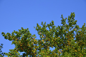 Fototapeta premium Crown of apricot tree with fruits against the background of summer blue sky.